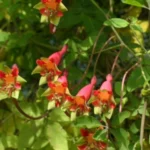Tropaeolum pentaphyllum — photo 2