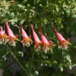 Tropaeolum pentaphyllum — pentaphyllum