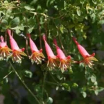 Tropaeolum pentaphyllum — photo 3