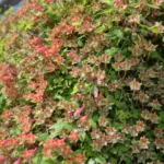 Tropaeolum pentaphyllum — photo 5