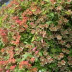 Tropaeolum pentaphyllum — photo 5