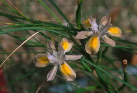 Moraea fugax forme crème