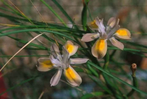 Moraea fugax forme crème
