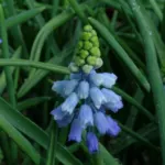 Muscari azureum