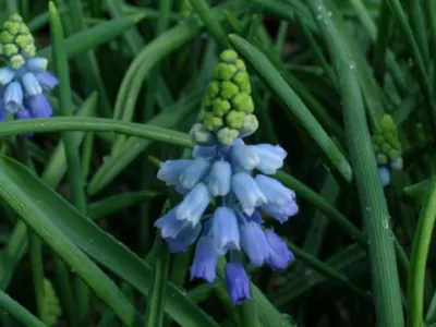 Muscari azureum