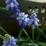 Muscari azureum — chalusicum