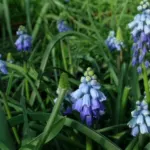 Muscari azureum — pseudomuscari