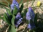 Muscari azureum — muscari