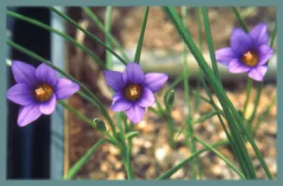 Romulea linaresii