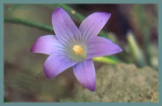 Romulea ligustica
