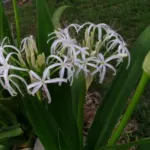 Crinum asiaticum var sinicum