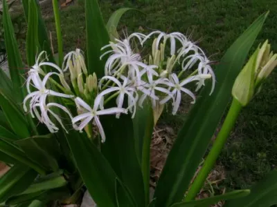 Crinum asiaticum var sinicum