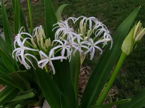 Crinum asiaticum var sinicum