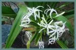 Crinum asiaticum var sinicum — Crinum