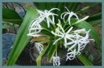Crinum asiaticum var sinicum — photo 2