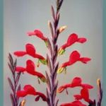 Gladiolus splendens
