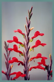 Gladiolus splendens
