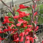 Gladiolus splendens — Gladiolus
