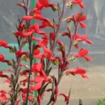 Gladiolus splendens — splendens
