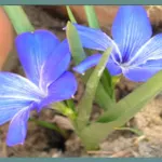 Tecophilaea cyanocrocus