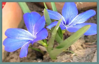 Tecophilaea cyanocrocus