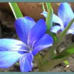 Tecophilaea cyanocrocus — Tecophilaea