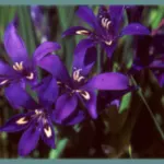 Babiana framesii