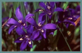 Babiana framesii