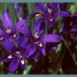 Babiana framesii