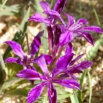 Babiana framesii — Babiana