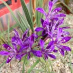 Babiana framesii — framesii