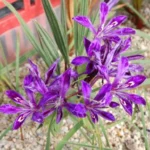 Babiana framesii — photo 3
