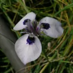Moraea aristata