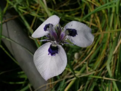 Moraea aristata