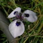 Moraea aristata