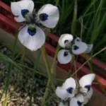 Moraea aristata — moraea