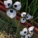 Moraea aristata — photo 2