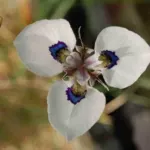 Moraea aristata — aristata