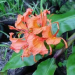 Hedychium greenii