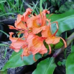 Hedychium greenii