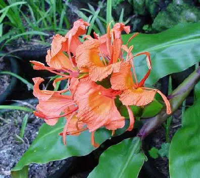 Hedychium greenii