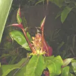 Hedychium greenii — Hedychium