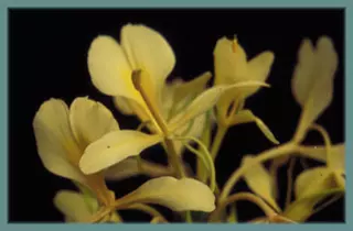 Hedychium coronarium flavescens
