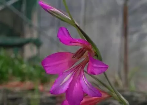Gladiolus italicus