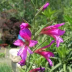 Gladiolus italicus — glaieul