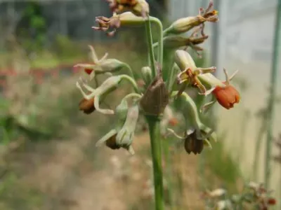Tulbaghia leucantha