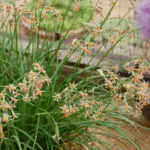 Tulbaghia leucantha — photo 2