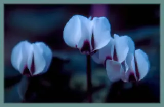 Cyclamen coum album Silverleaf