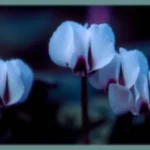 Cyclamen coum album Silverleaf