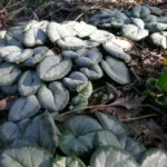 Cyclamen coum album Silverleaf — photo 2